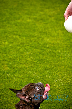 Dog Bowl 2010-56