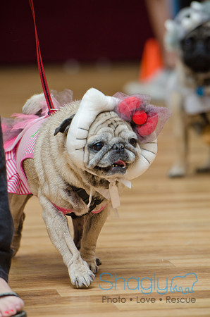 PugOween-164