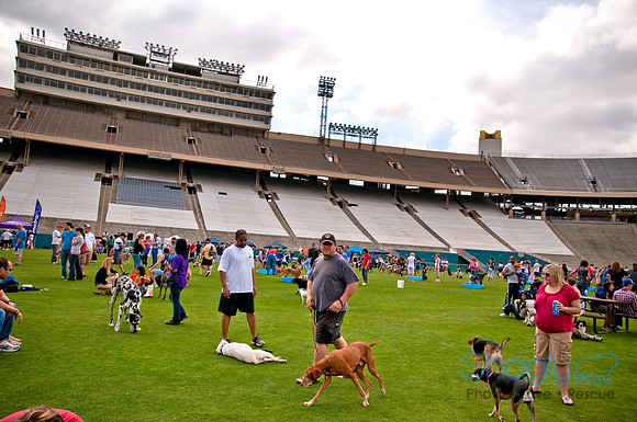 Dog Bowl 2010-96