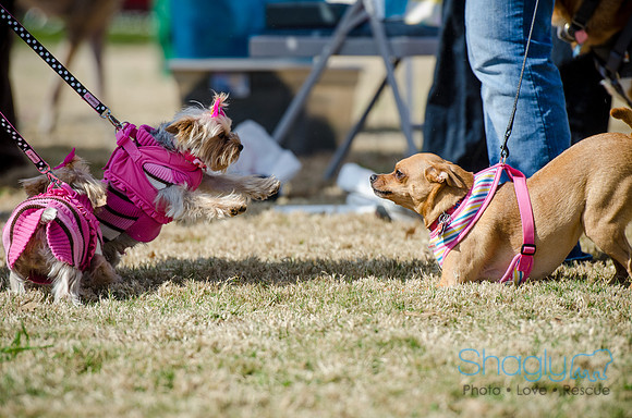 Krewe of Barkus 2012-152