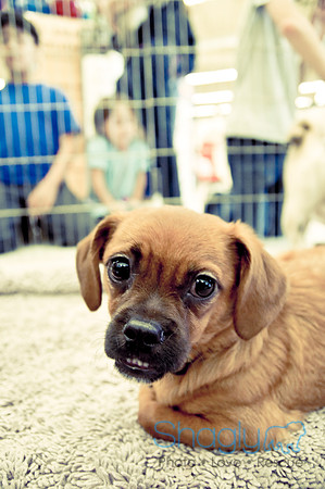 DFW Pug Rescue-28