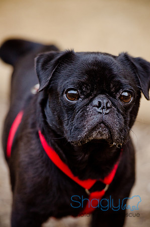 DFW Pug Rescue-The Boarding Bungalow-18