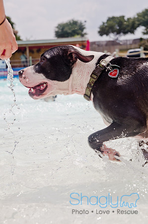 Wags and Waves 2011-284