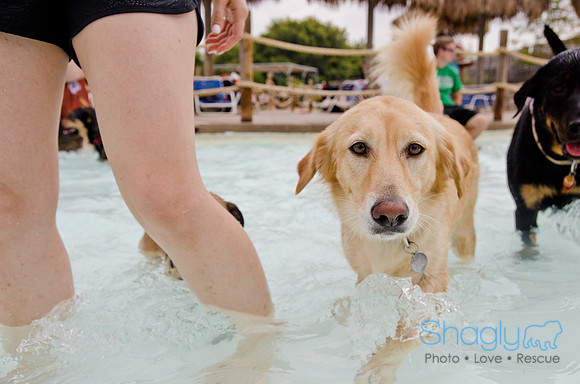 Wags and Waves 2011-211