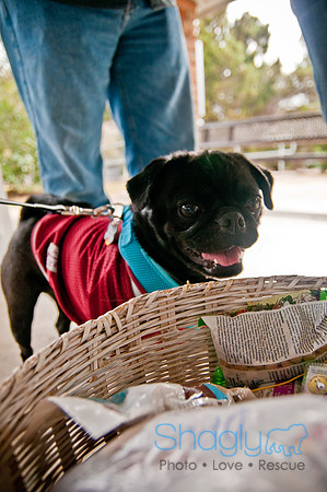 Pug Love Fun Run-80