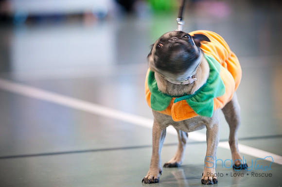 PugOWeen-2828