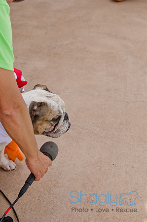 Wags and Waves 2011-398