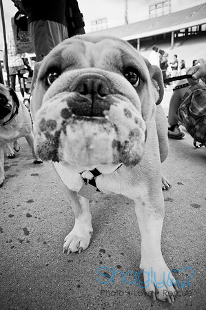 Dog Bowl 2010-115
