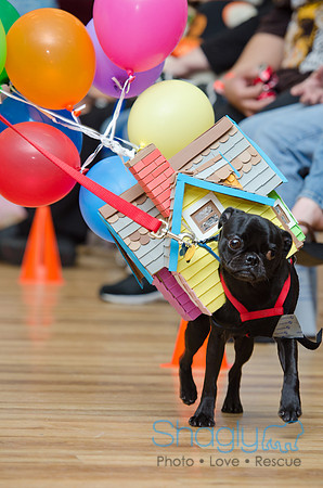 PugOween-50