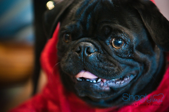 PugOWeen-3563