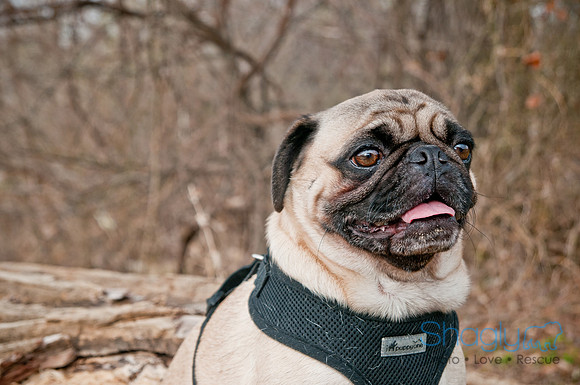 Pug Love Fun Run-39