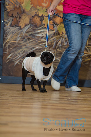 PugOween-116