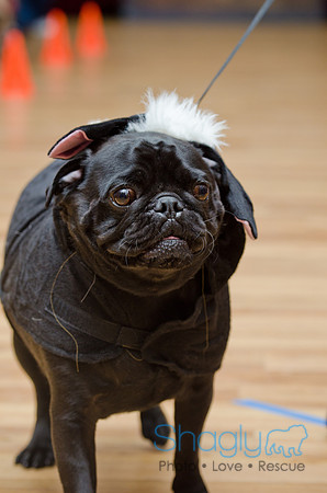 PugOween-134