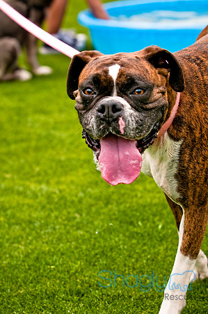 Dog Bowl 2010-26