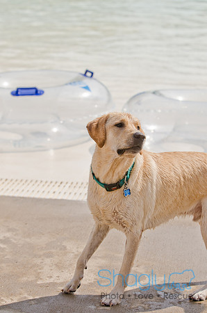 Wags and Waves 2011-506