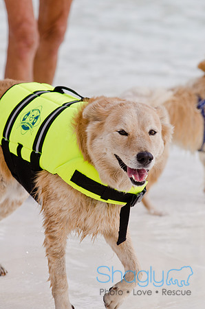 Wags and Waves 2011-494