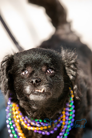 Krewe of Barkus 2011-145