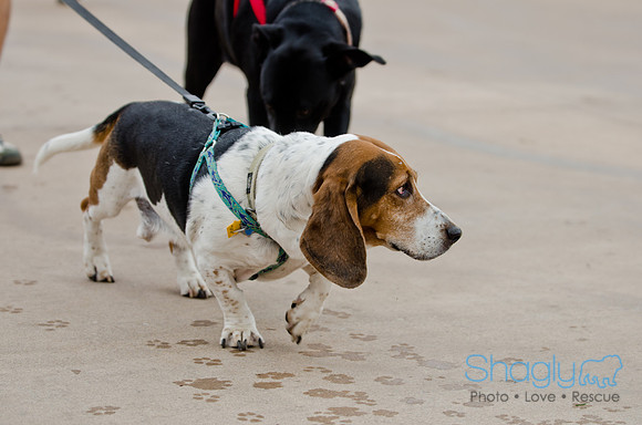 Wags and Waves 2011-32