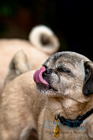DFW Pug Rescue-62
