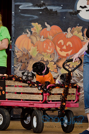 PugOween-221