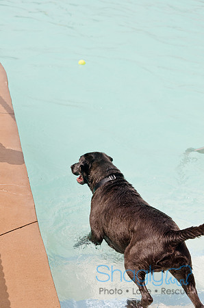 Wags and Waves 2011-231