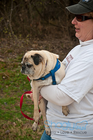 Pug Love Fun Run-18