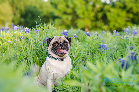 Bluebonnets Pug and Bulldog-39