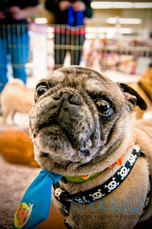 DFW Pug Rescue-8