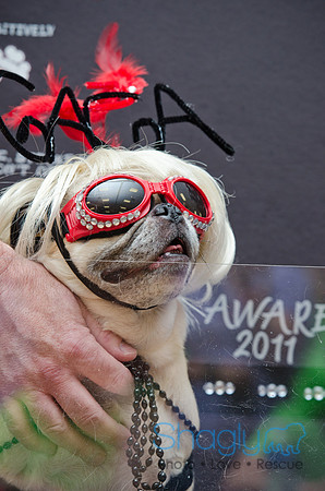 PugOween-82