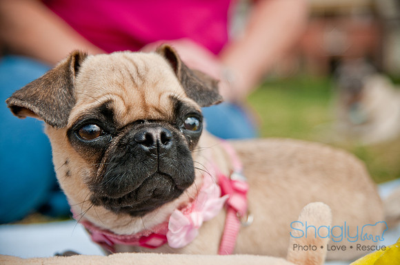 Pug Love Fun Run-254