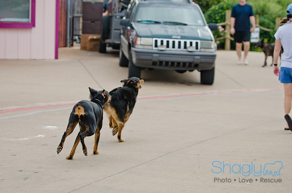 Wags and Waves 2011-36