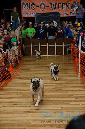 PugOween-262
