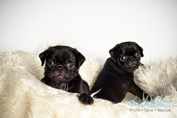 Baby Puggie Project-26