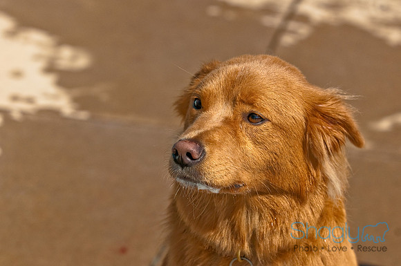 Wags and Waves-190