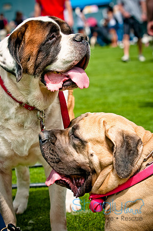 Dog Bowl 2010-49