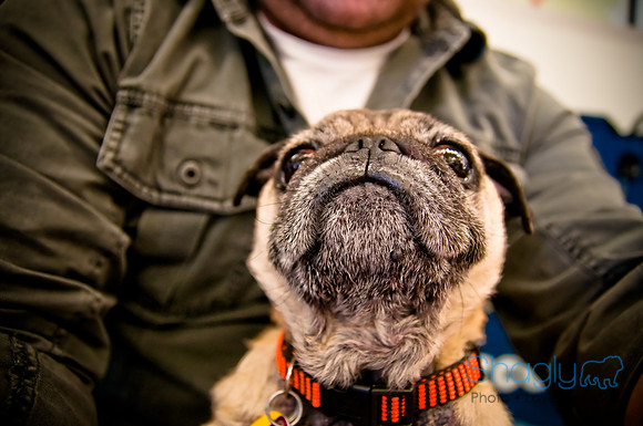 DFW Pug Rescue-22