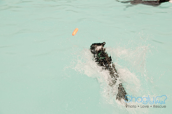 Wags and Waves 2011-218