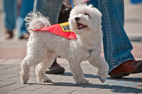 Krewe of Barkus 2011-63