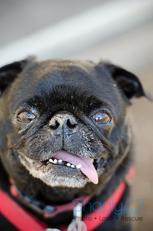 DFW Pug Rescue Boarding Bungalow-24