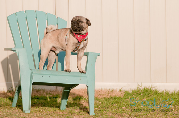 Shagly Photography DFW Pug Rescue