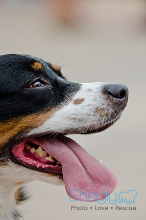 Wags and Waves 2011-49