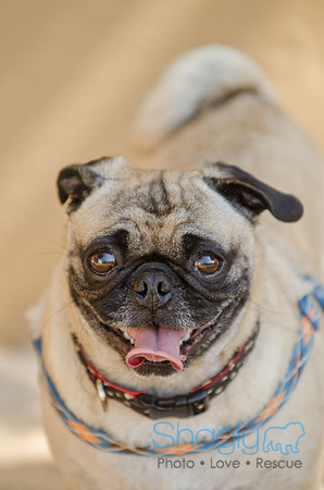 Shagly Photography-DFW Pug Rescue-33