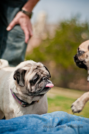 Pug Love Fun Run-208