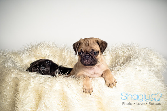 Baby Puggie Project-25