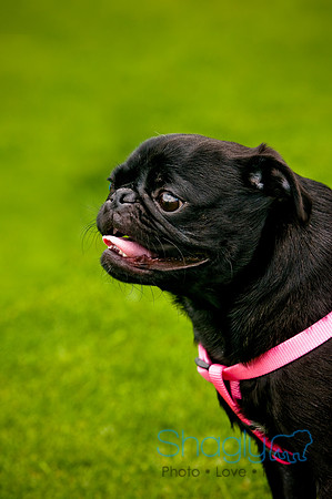 Dog Bowl 2010-41
