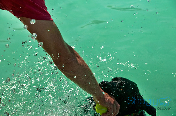 Wags and Waves-281