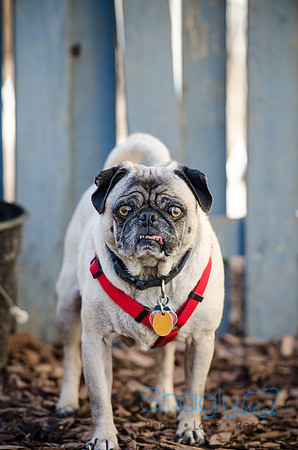 DFW Pug Rescue Boarding Bungalow-9