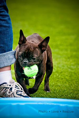 Dog Bowl 2010-42
