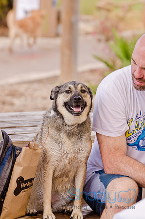Wags and Waves 2011-166