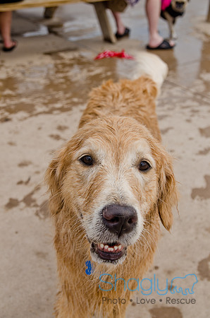Wags and Waves 2011-360